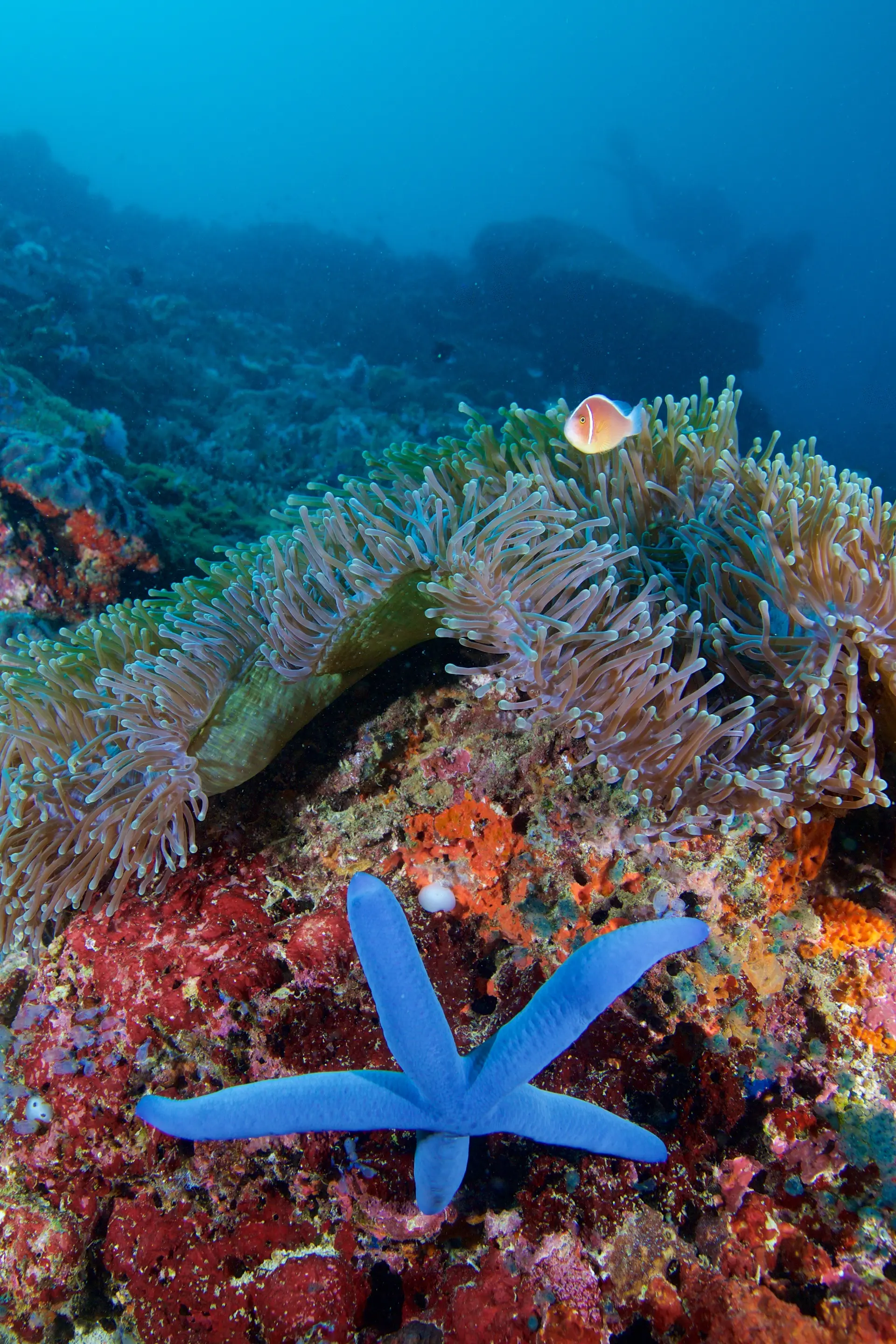 Underwater at Coral Garden Puerto Galera