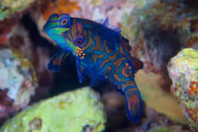 Paradise Reef
