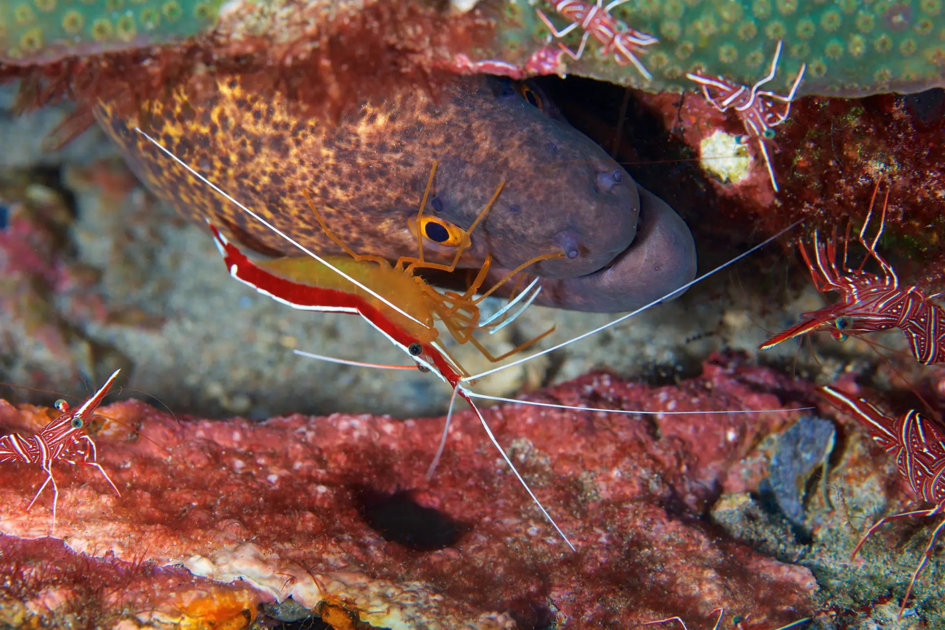 Underwater reef at Lanai