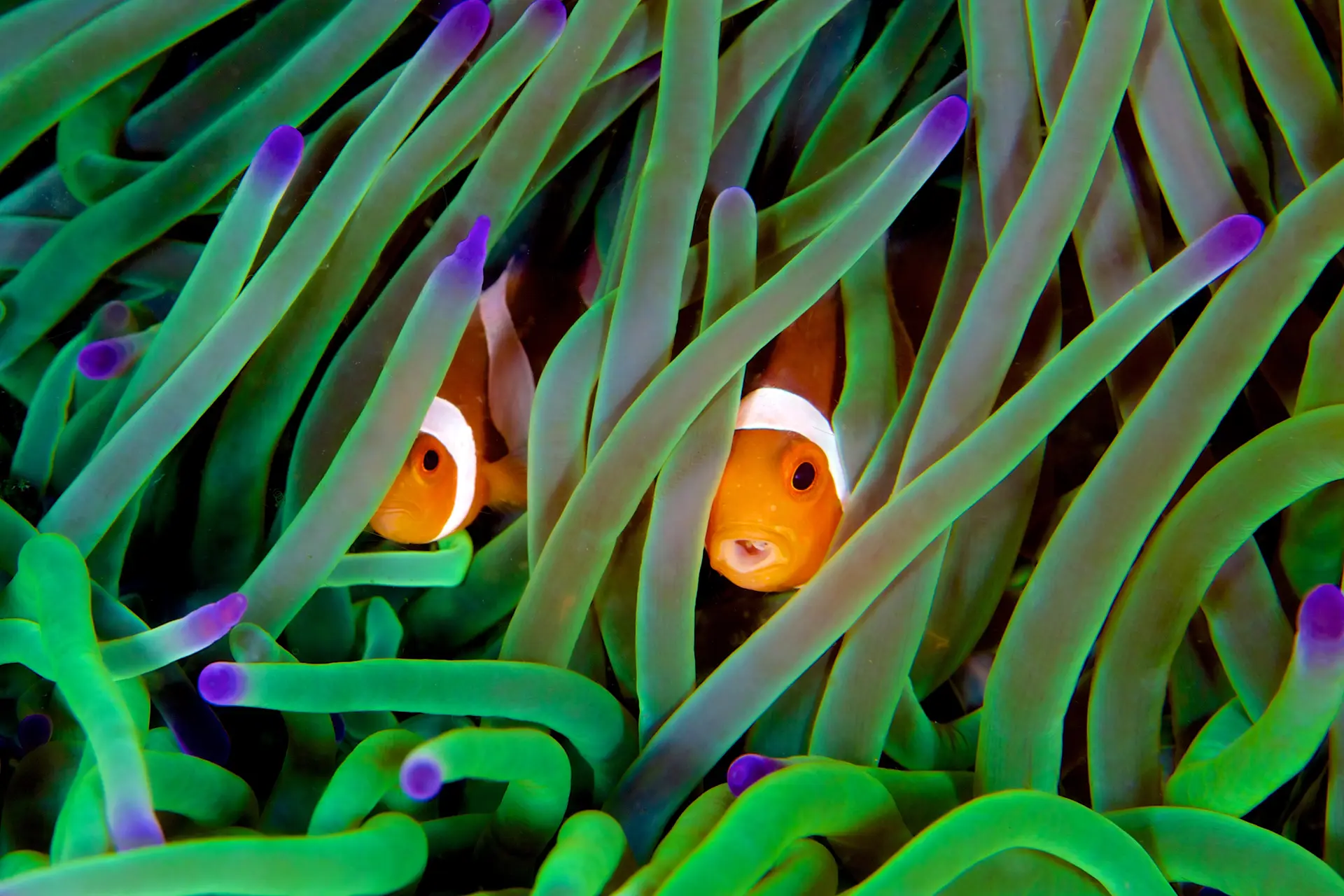 Underwater reef at El Nido, Palawan