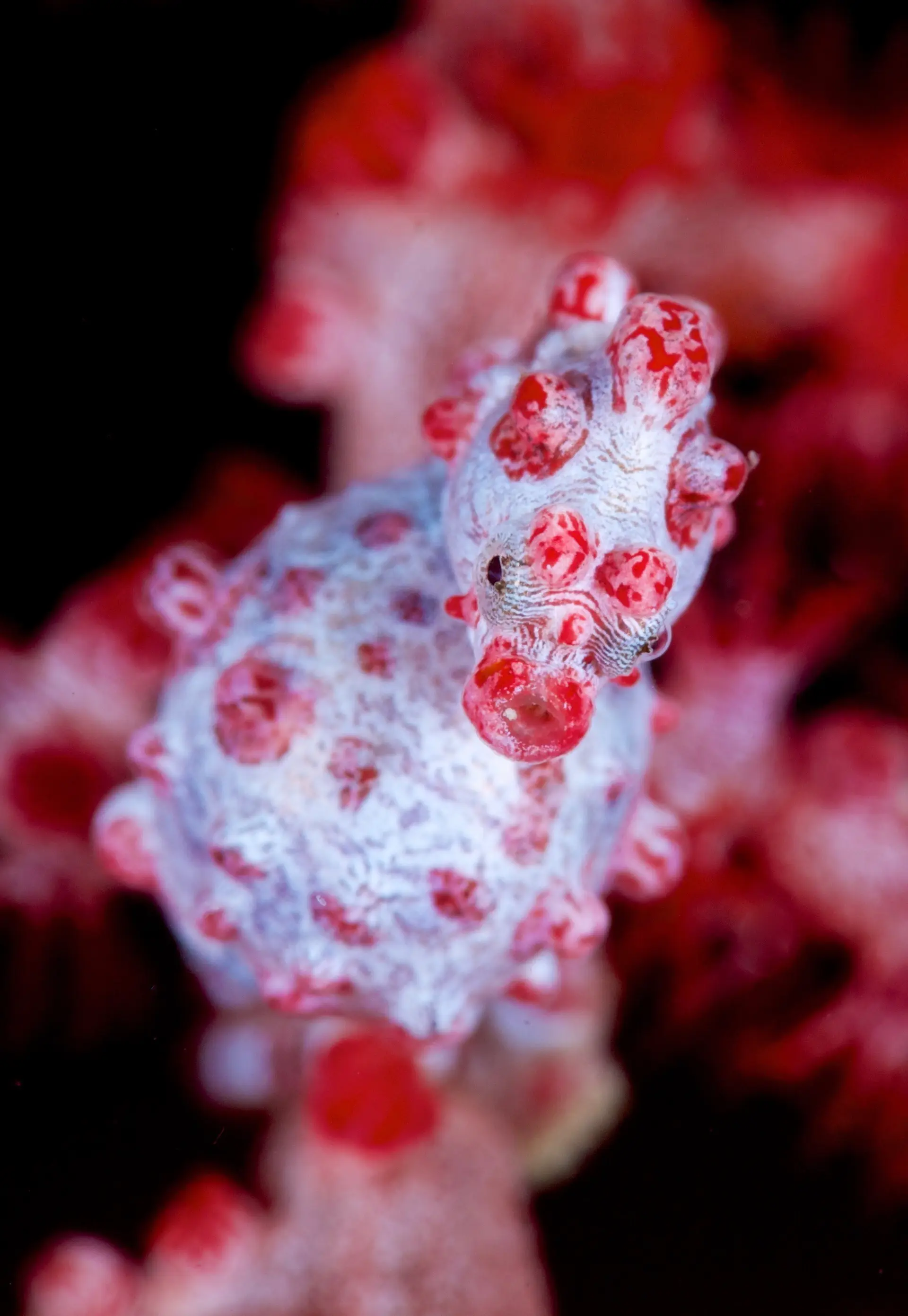 Underwater reef at Anilao