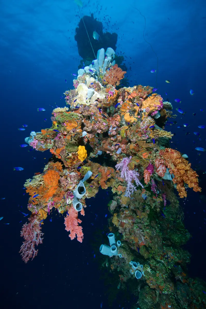 Hawakil Bay Wall