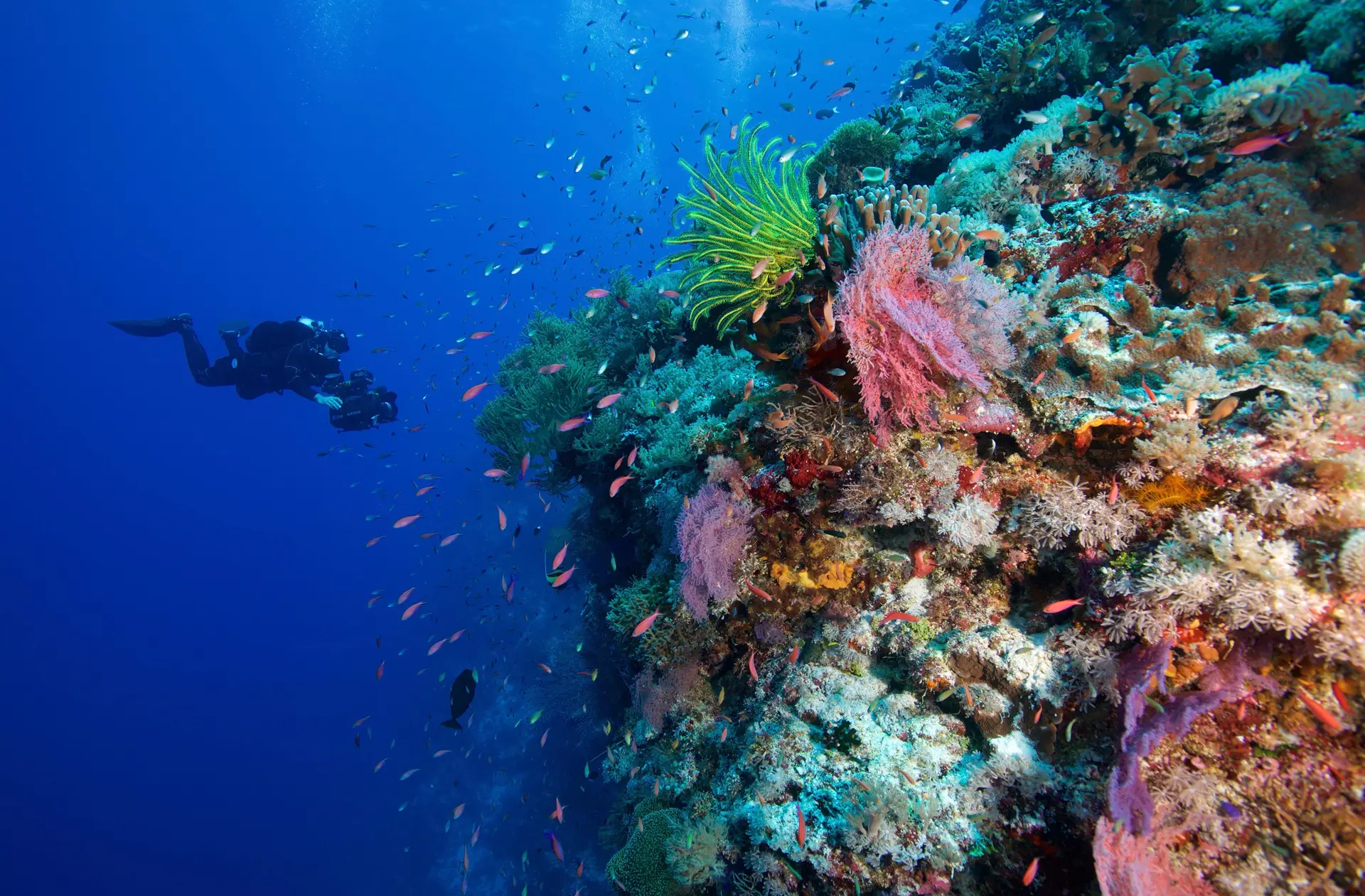 Underwater reef at Tubbataha Reefs