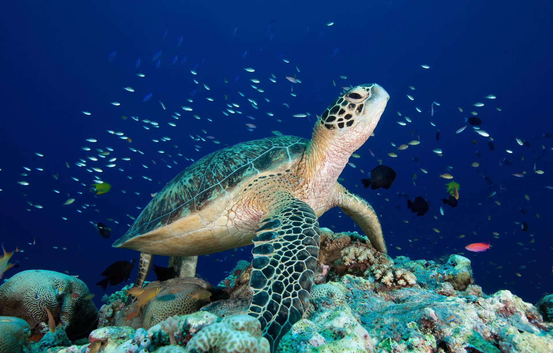 Underwater reef at Miyako Islands