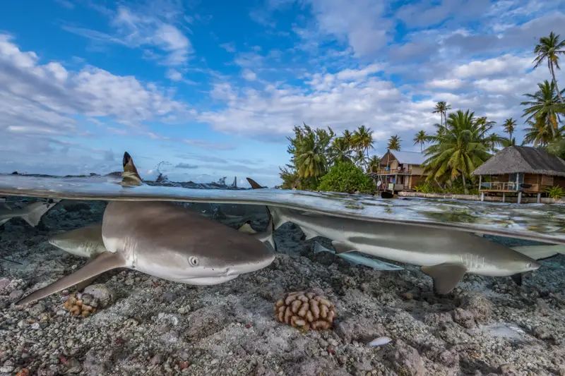 Pigeon Island