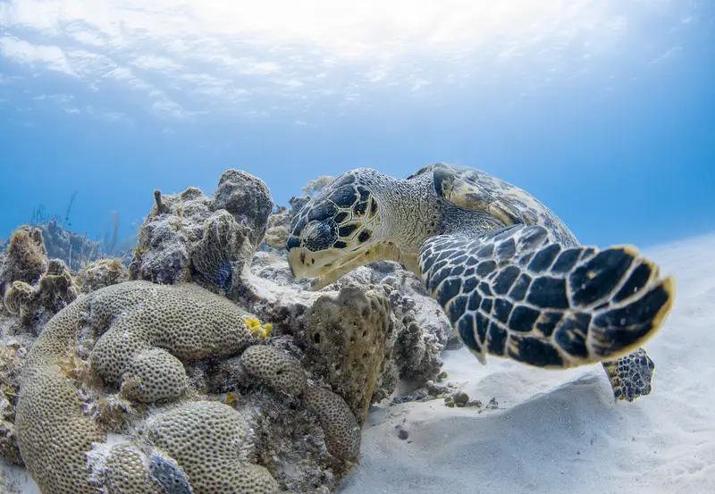 Half Moon Caye Wall