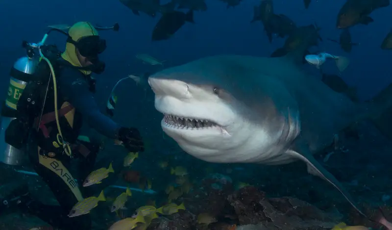 Shark Reef Marine Reserve