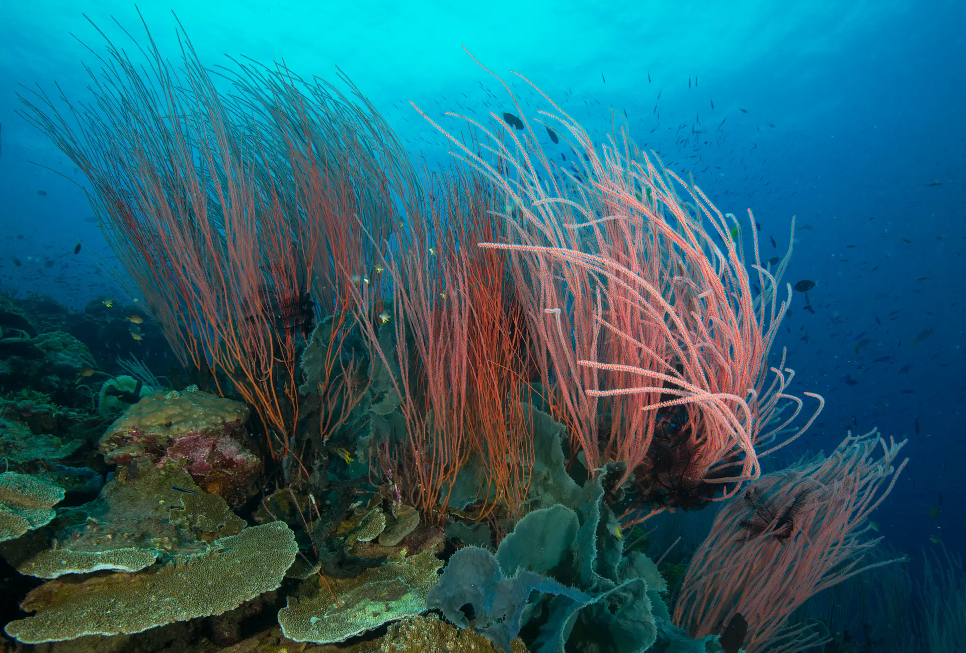 Underwater reef at Madang