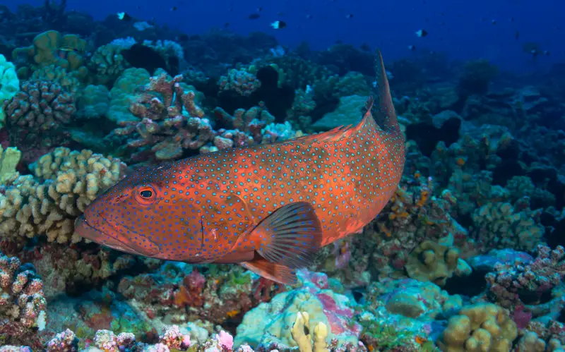 El Aguila Wreck