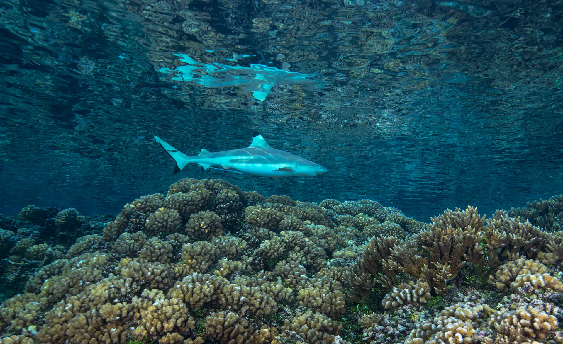 Underwater reef at US Virgin Islands