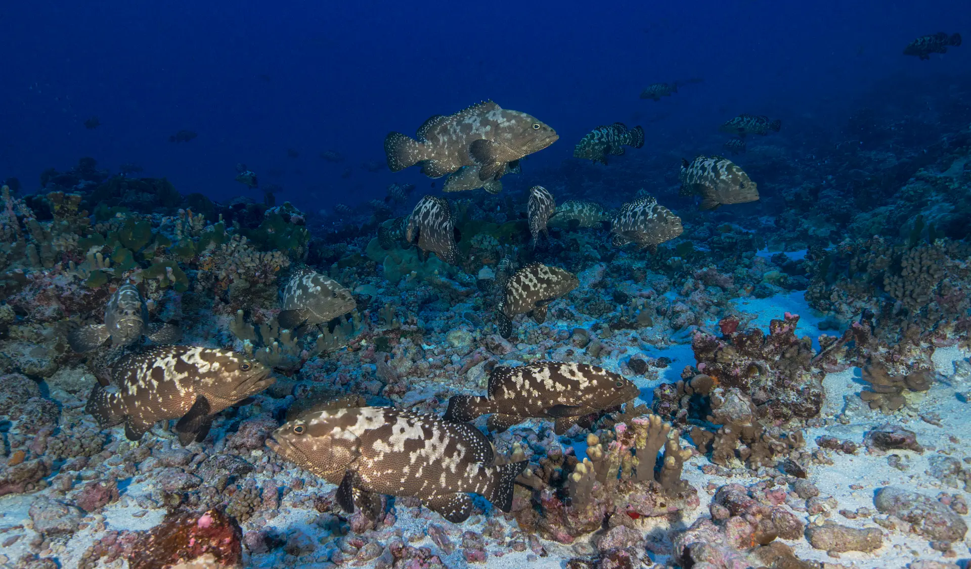 Underwater reef at Havelock Island