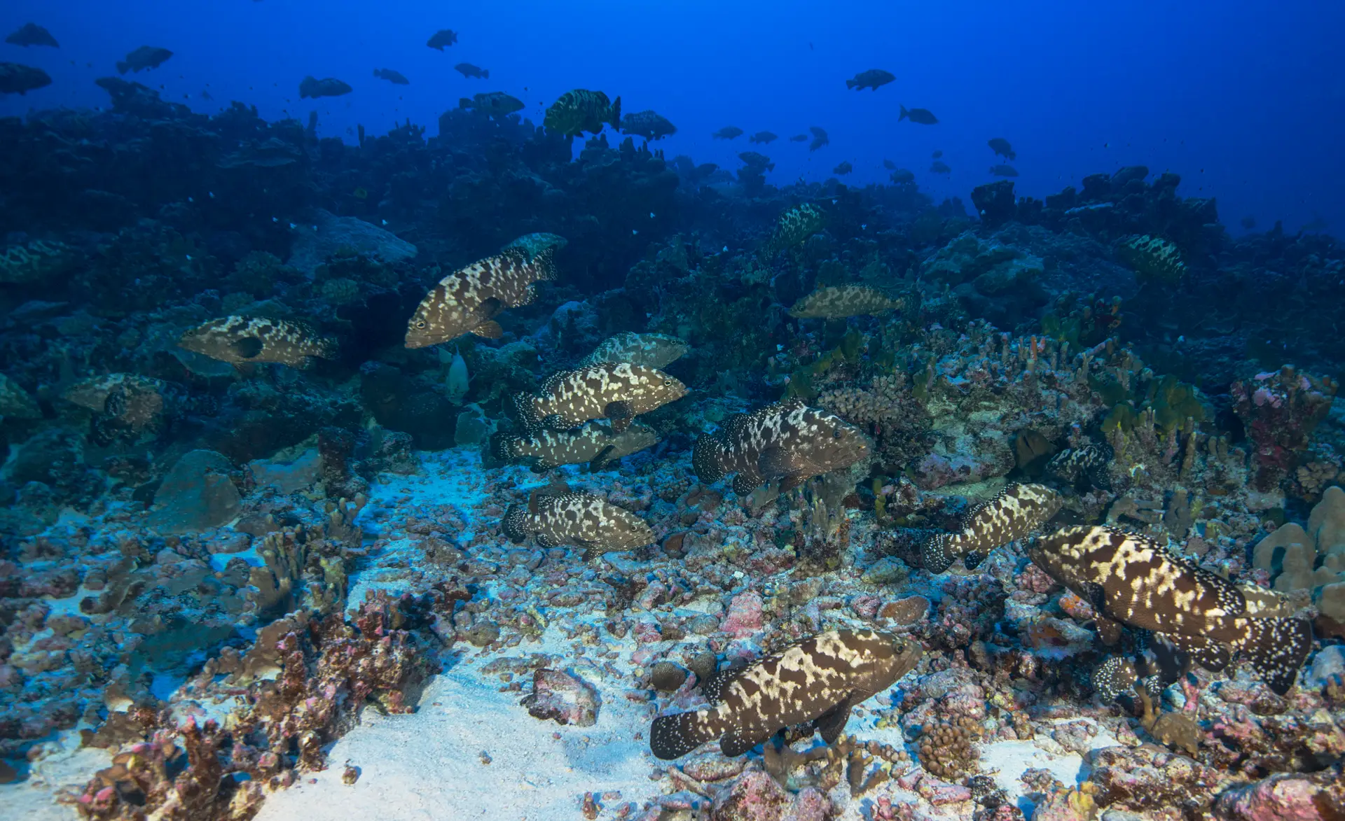 Underwater reef at Rock Islands