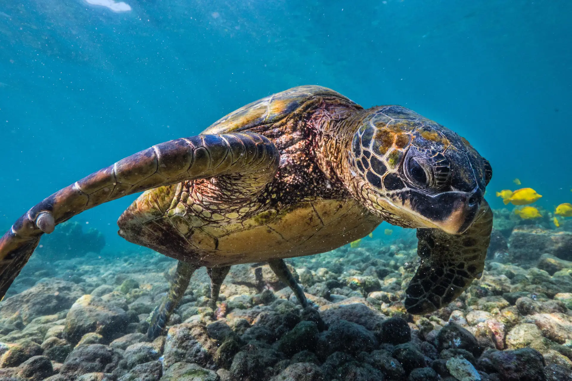 Underwater at Black Rock Cook Islands