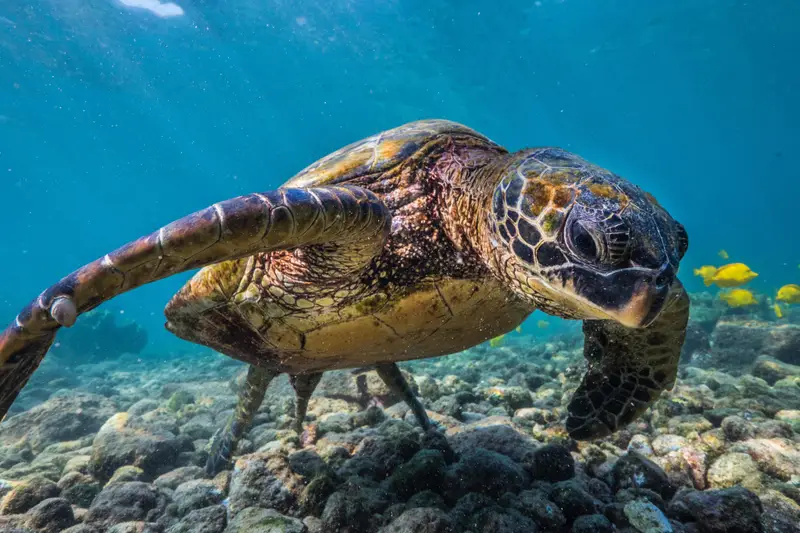 Black Rock Cook Islands