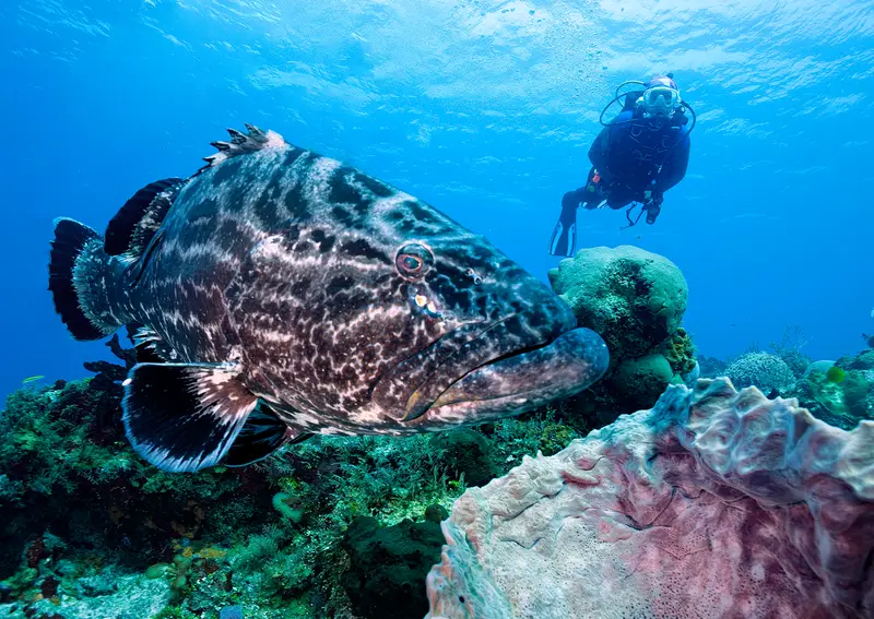 Palancar Reef