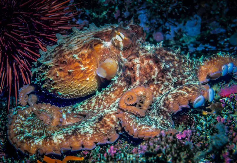 Yabiji Reef