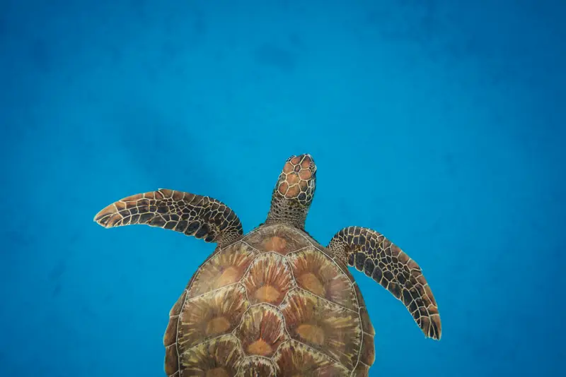 Hol Chan Marine Reserve