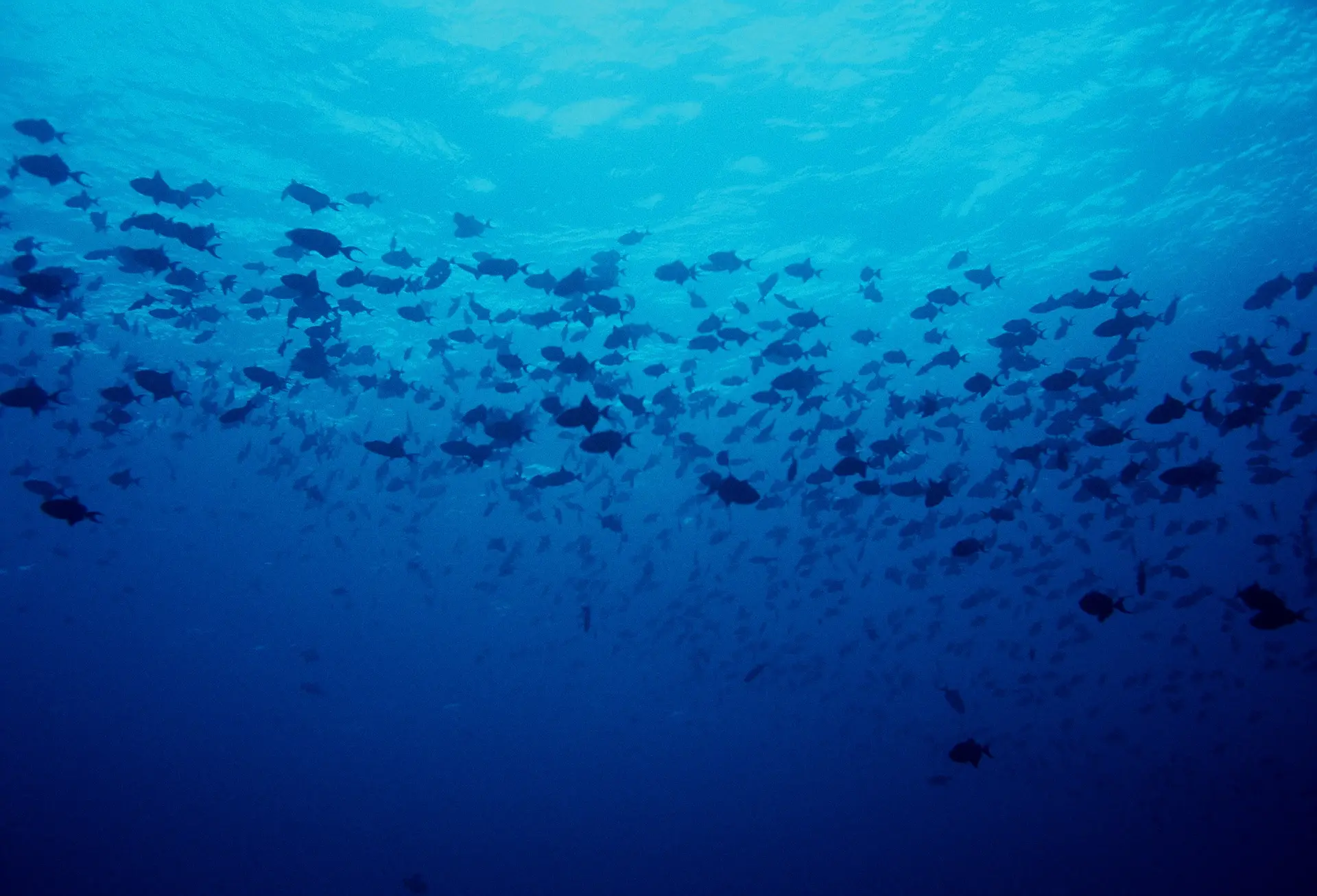 Underwater at HTMS Sattakut