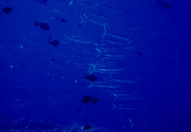 Halliburton Wreck