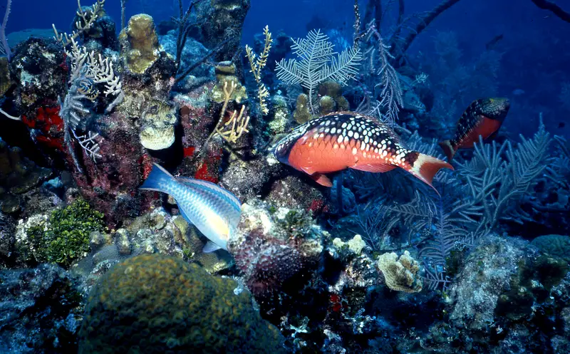 Great Blue Hole