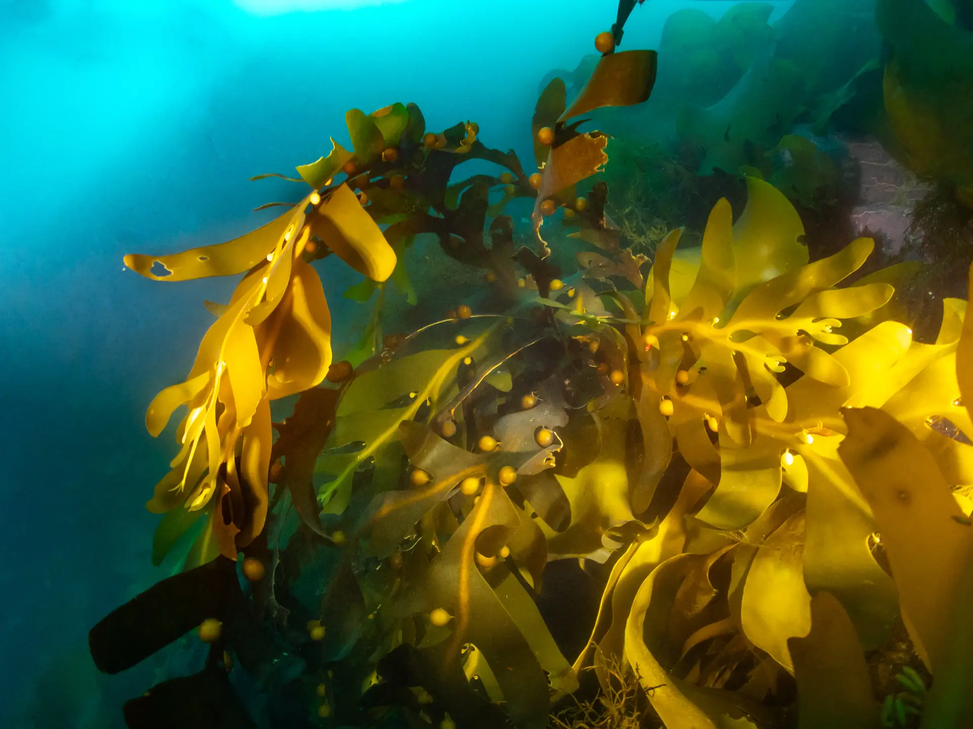 Underwater reef at Musandam Peninsula
