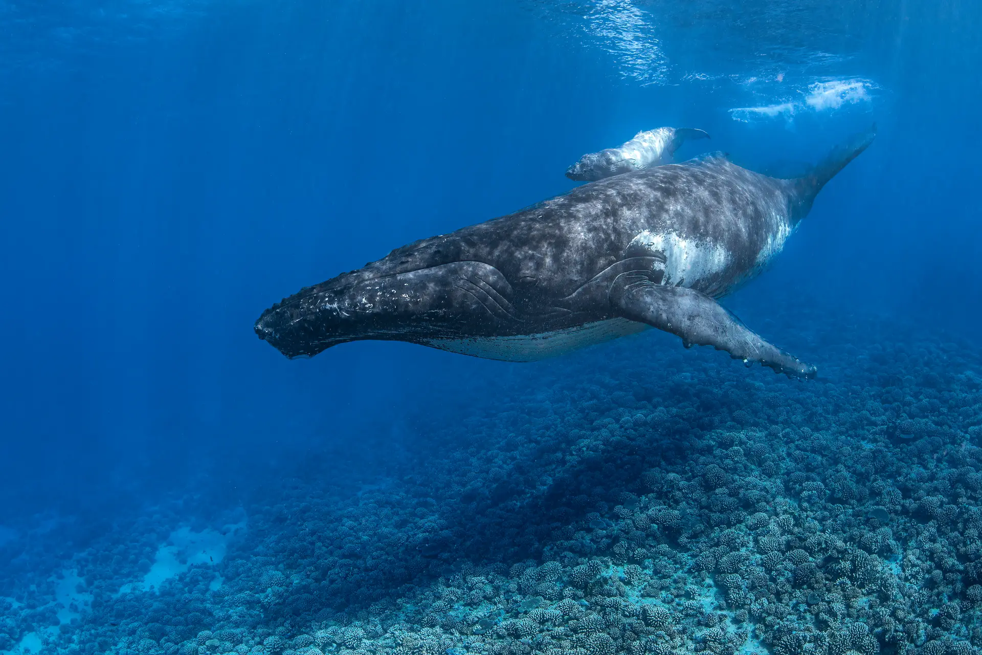 Underwater reef at Réunion Island