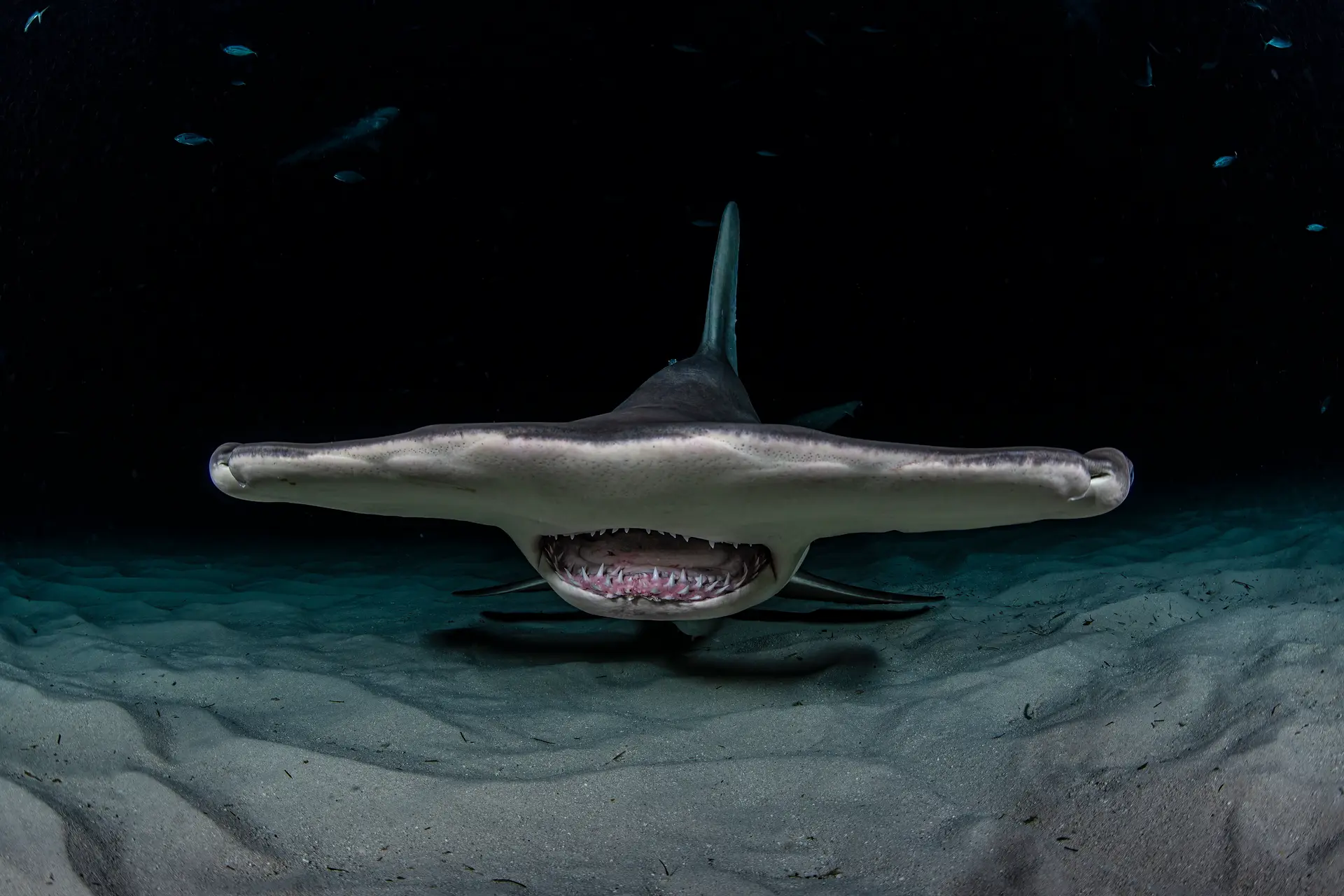 Underwater at Bimini Great Hammerheads
