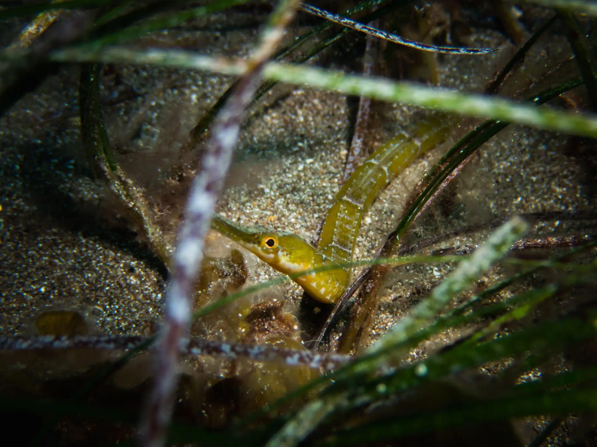 Underwater reef at Menorca