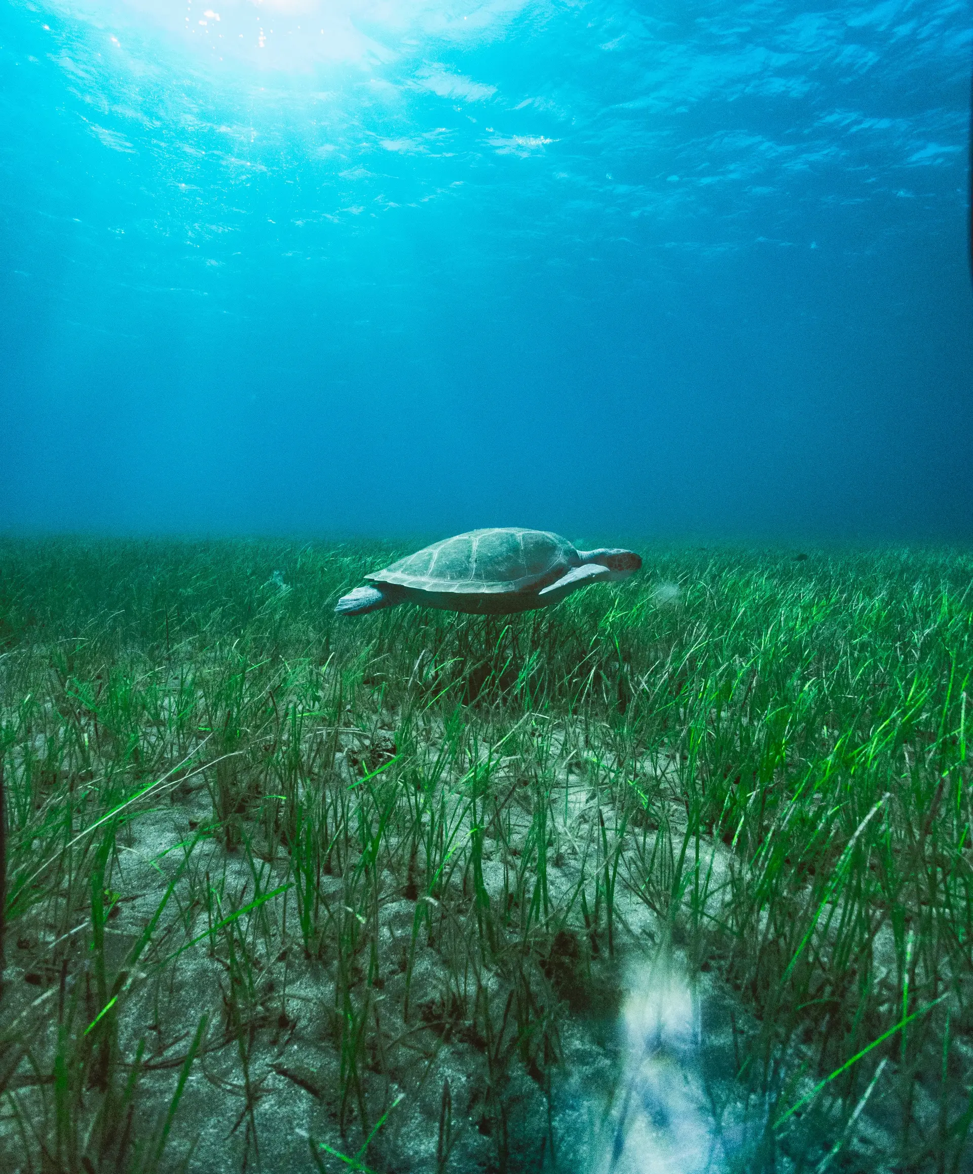 Underwater reef at Paraty