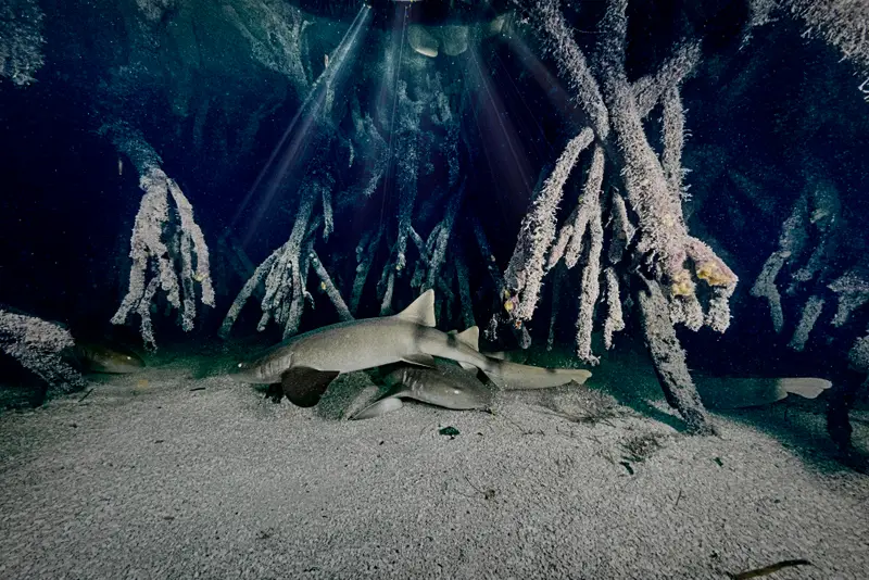Shark Ray Alley