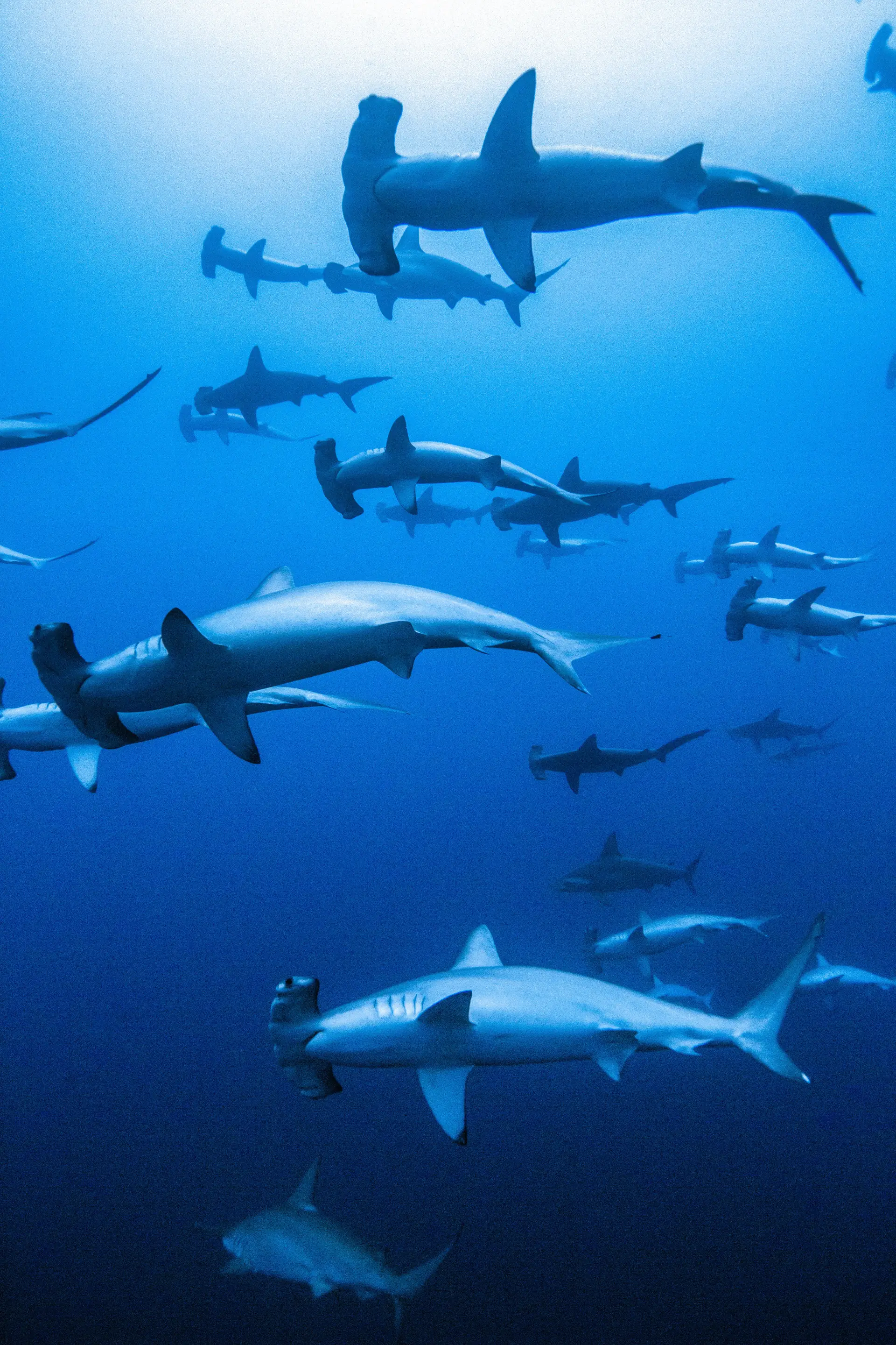 Underwater at Hammerhead Point (Irizaki)
