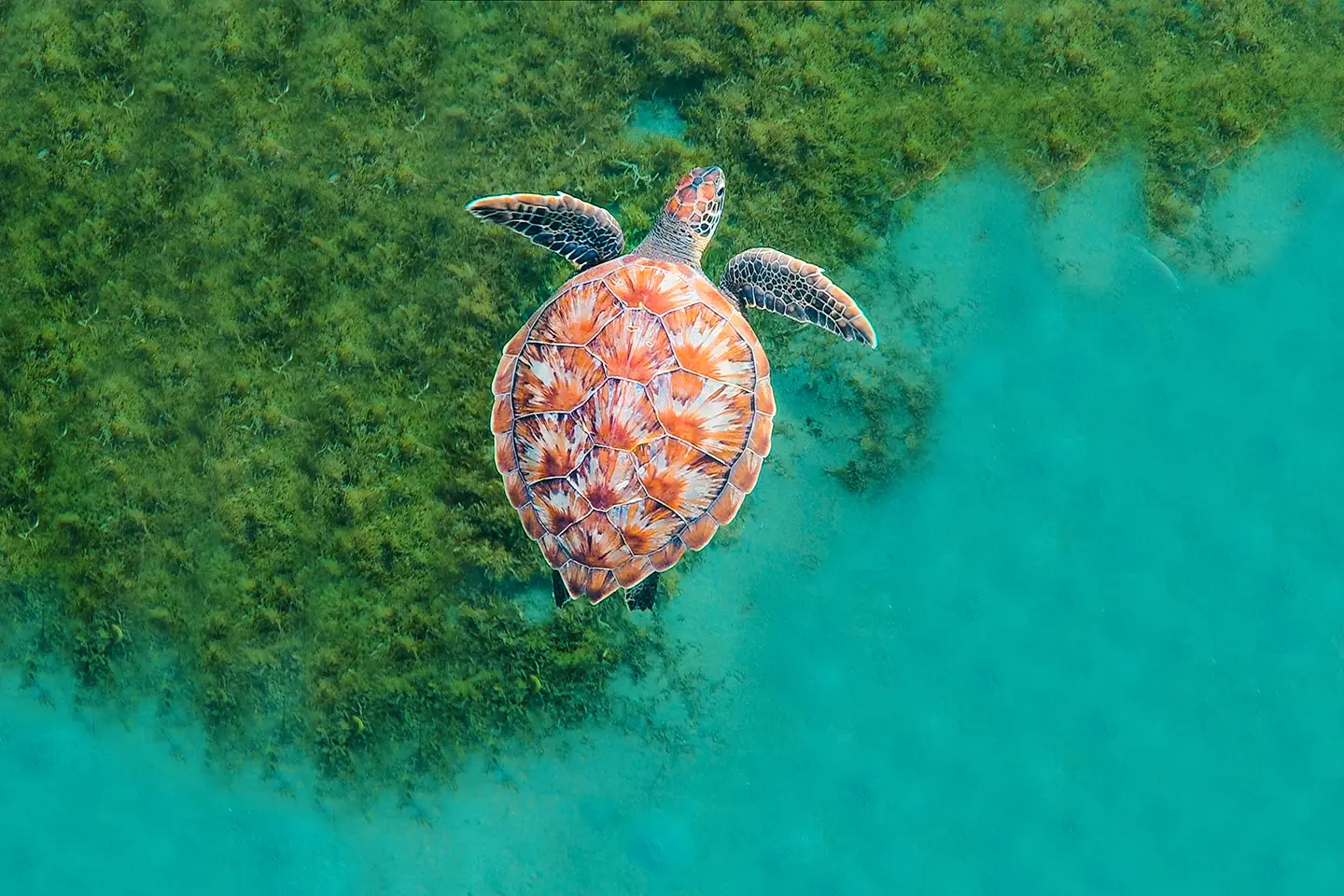 Underwater at Dos Amigos Grande