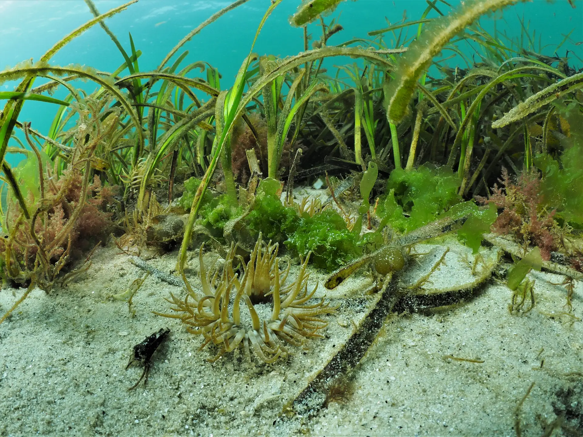 Underwater reef at Oban