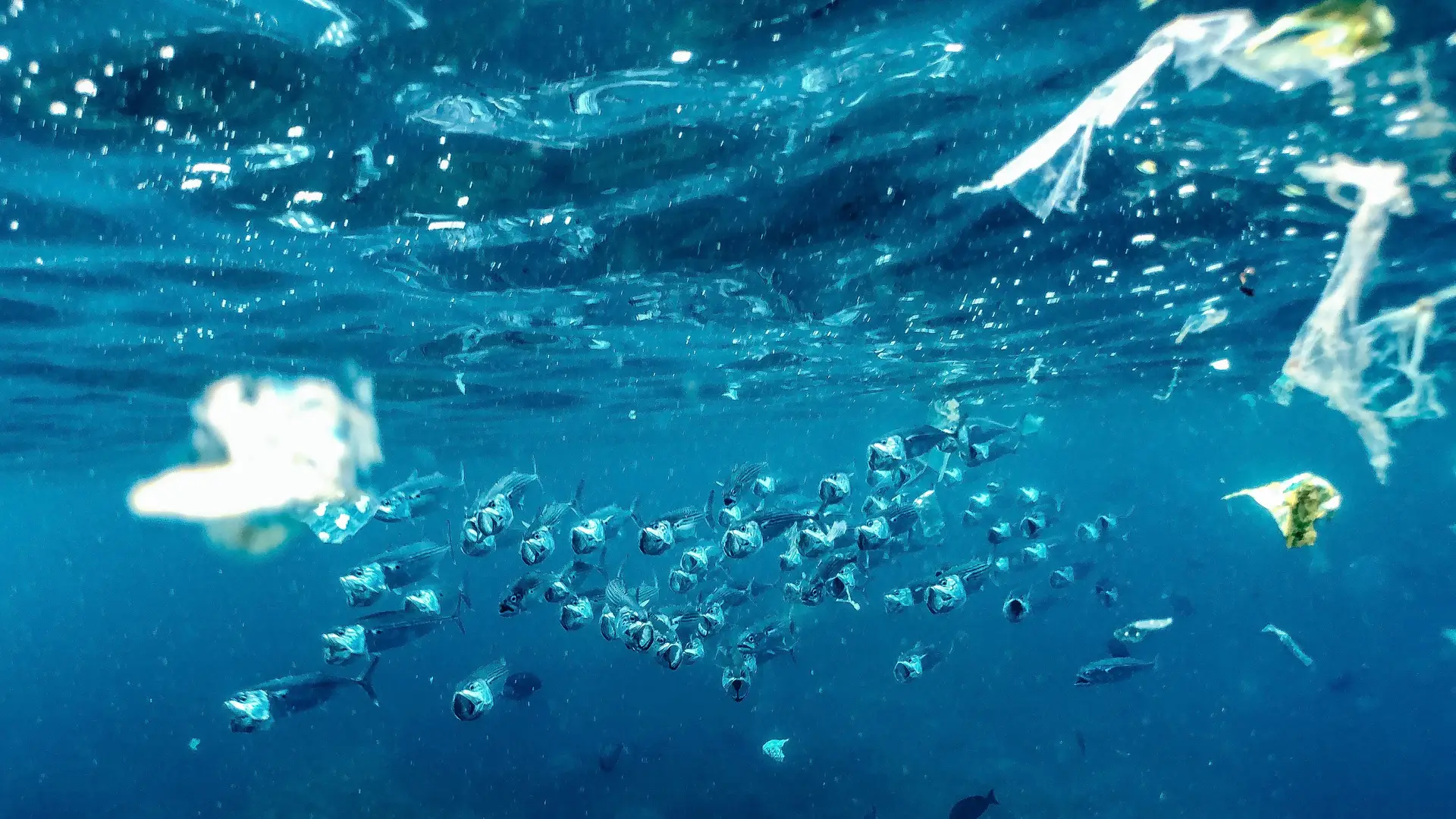 Underwater reef at Bermuda
