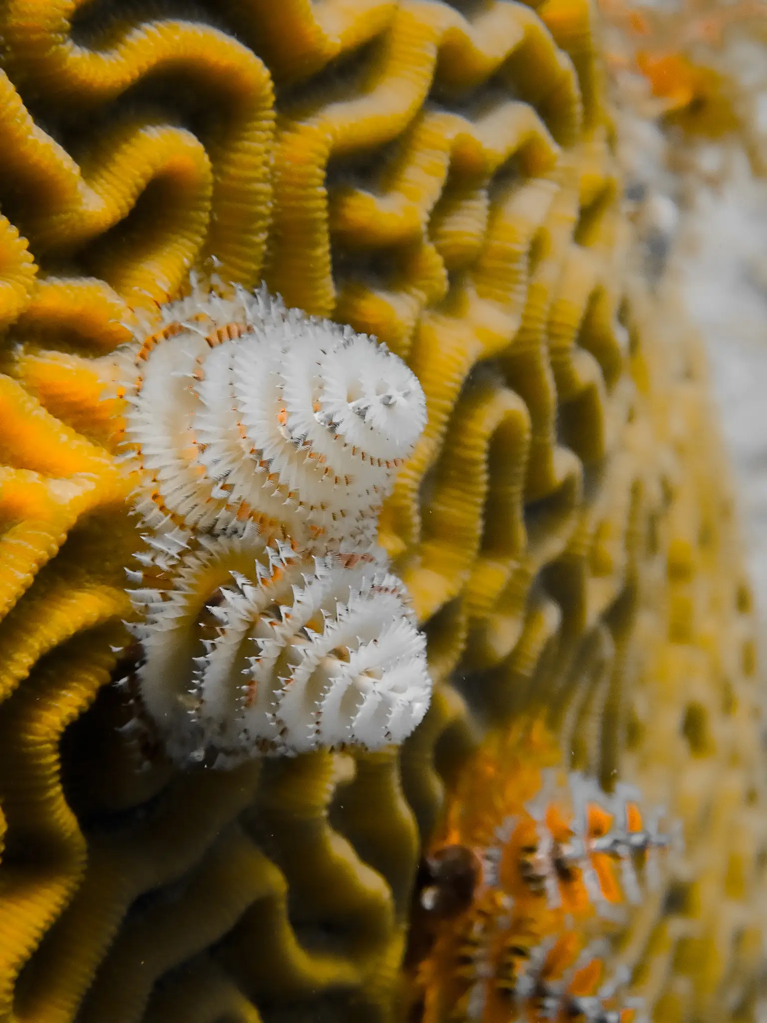 Underwater at French Reef