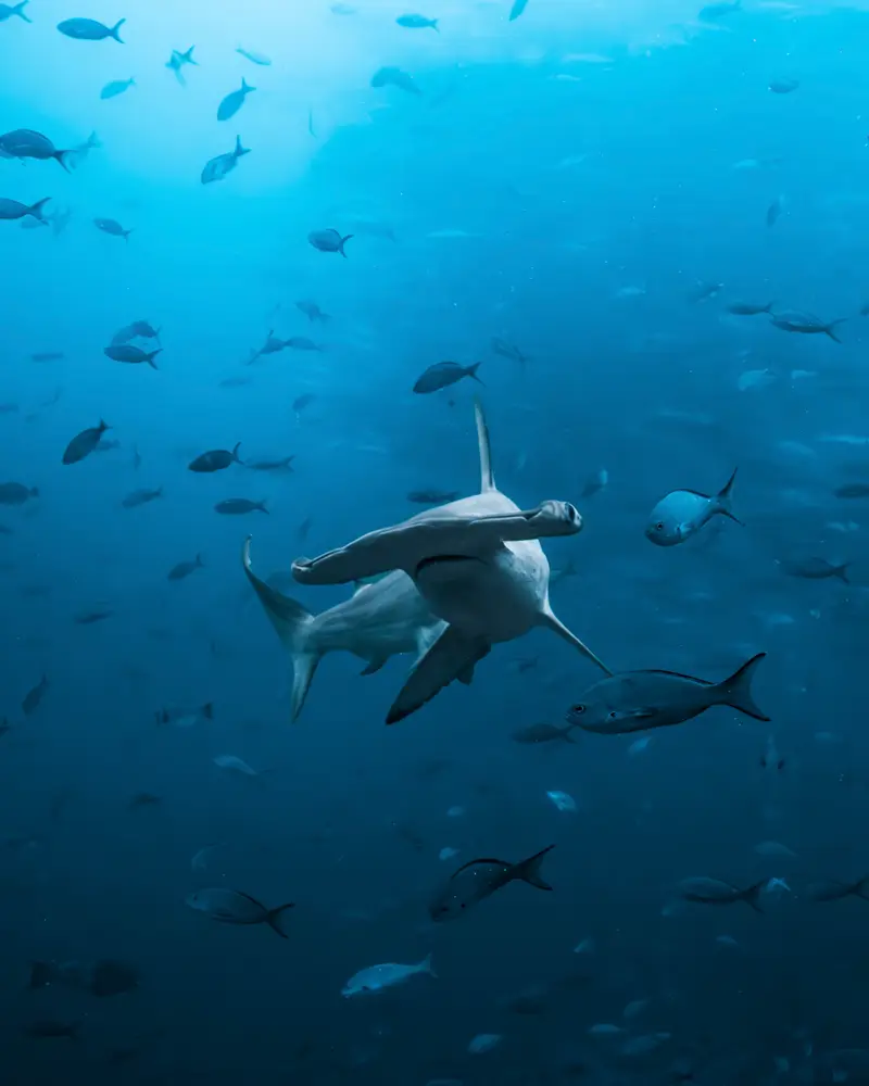 Shark Bay (Wolf Island)