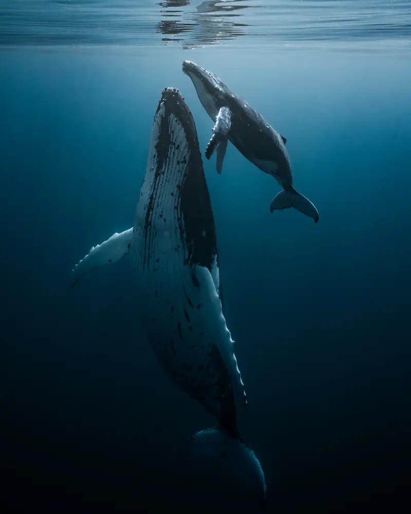 Silver Bank Humpback Swim