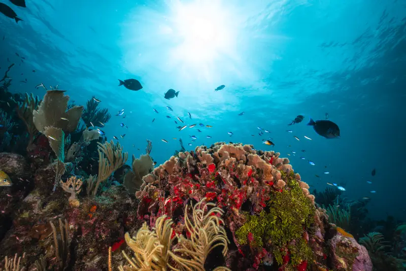 Punta Sal Coral Garden