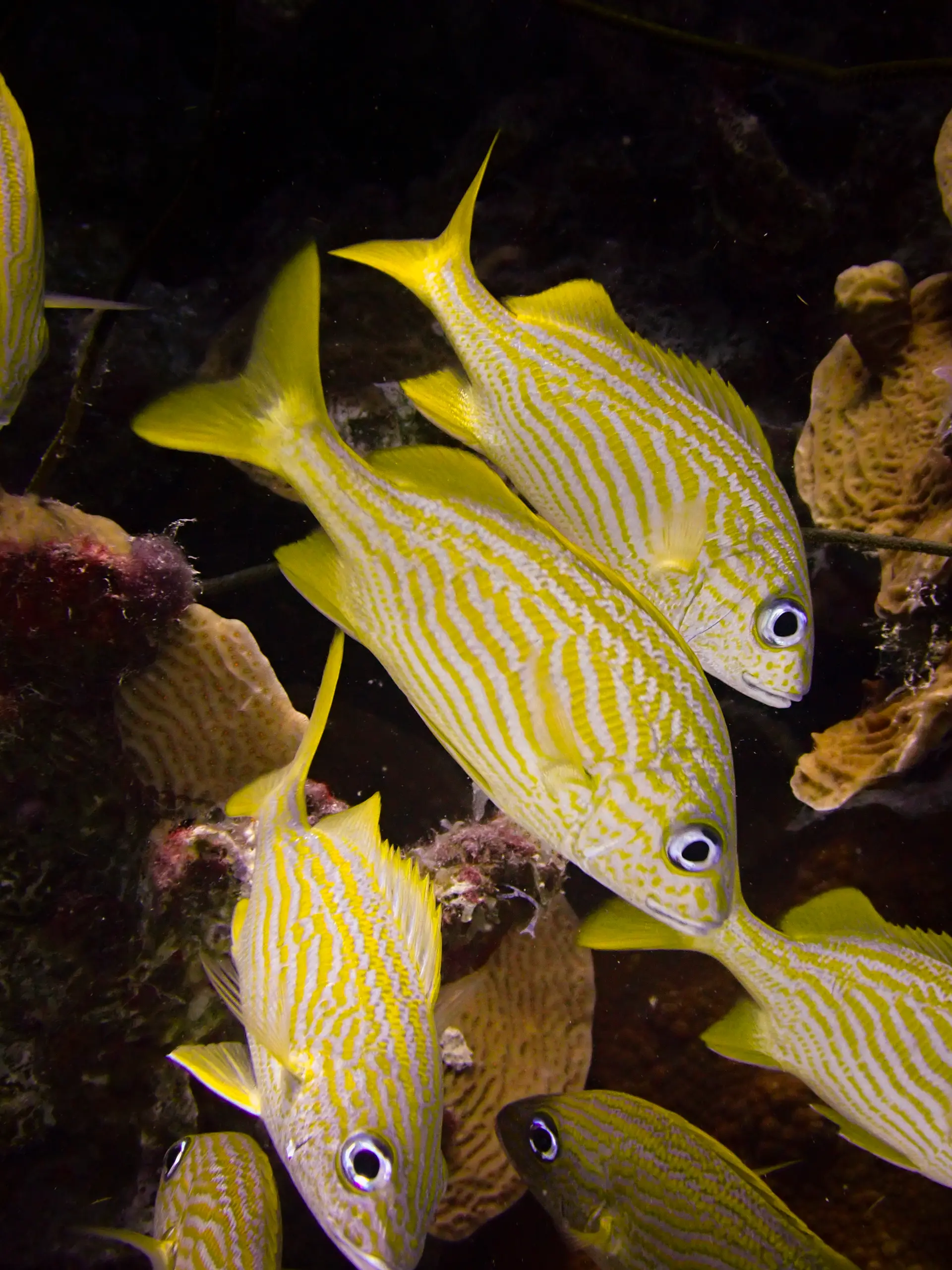 Underwater at Mushroom Forest