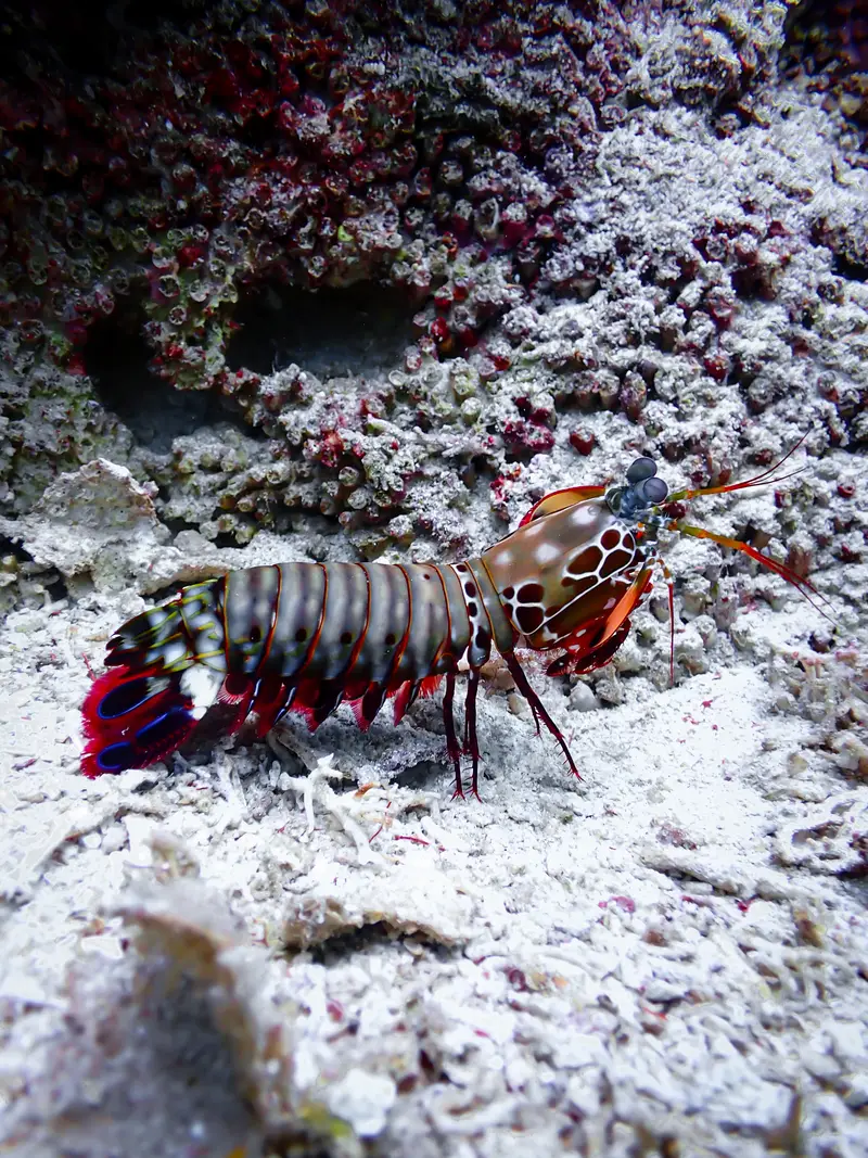 Derawan Islands