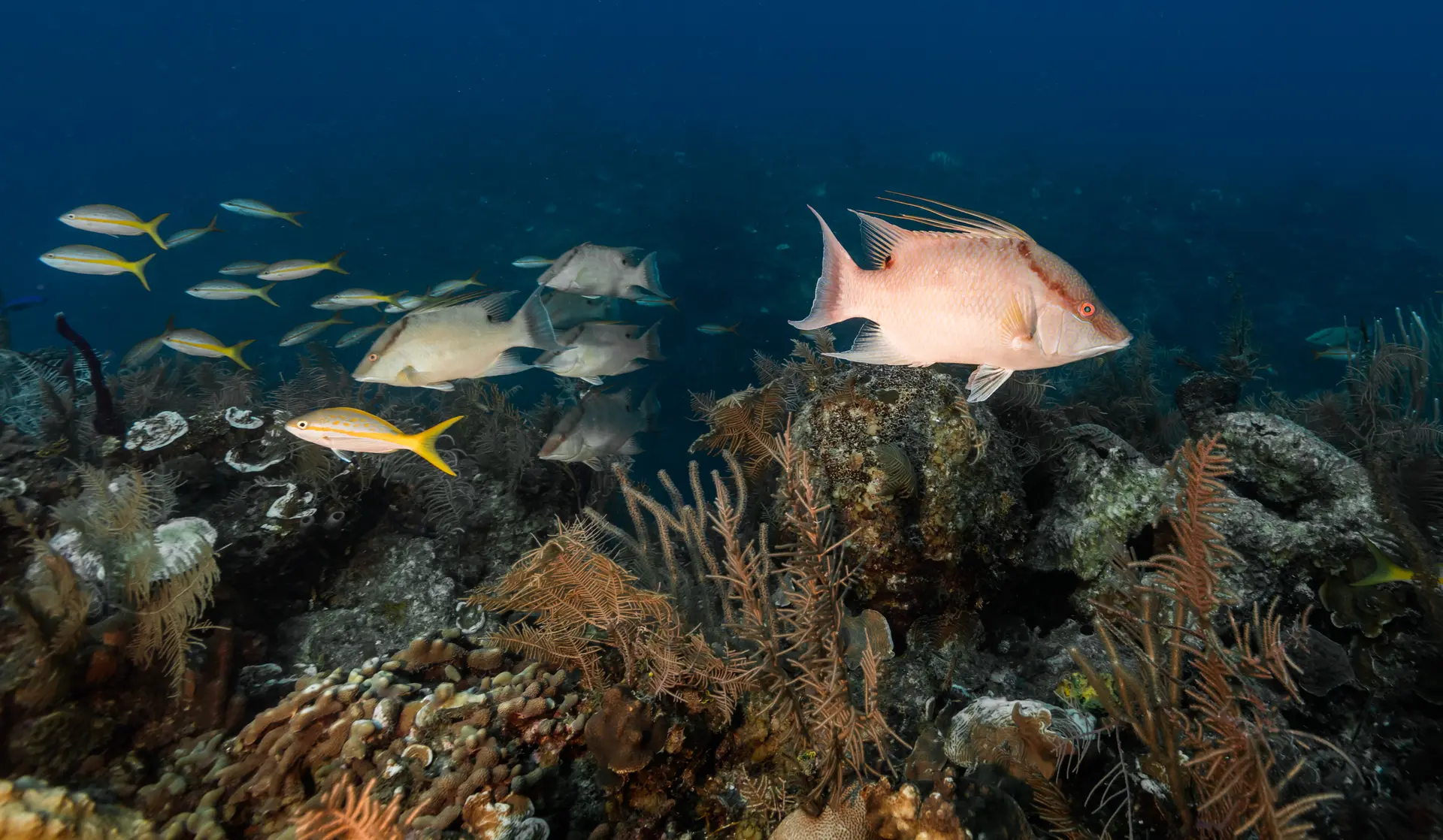 Underwater at Bay of Pigs
