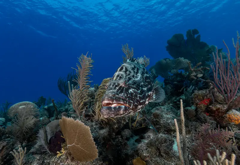 Black Coral 2