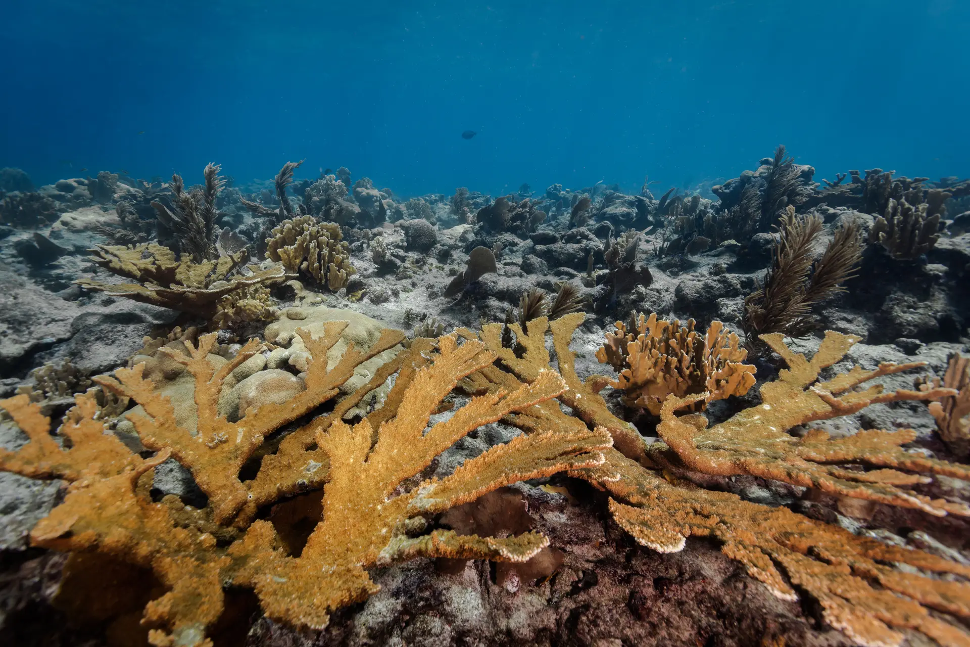 Underwater reef at Bayahibe