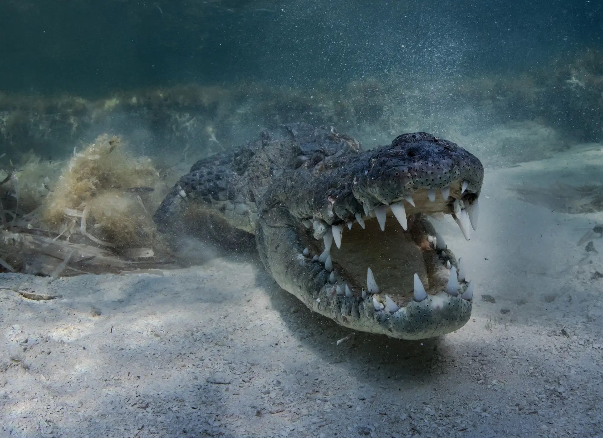 Underwater at Cenote Carwash