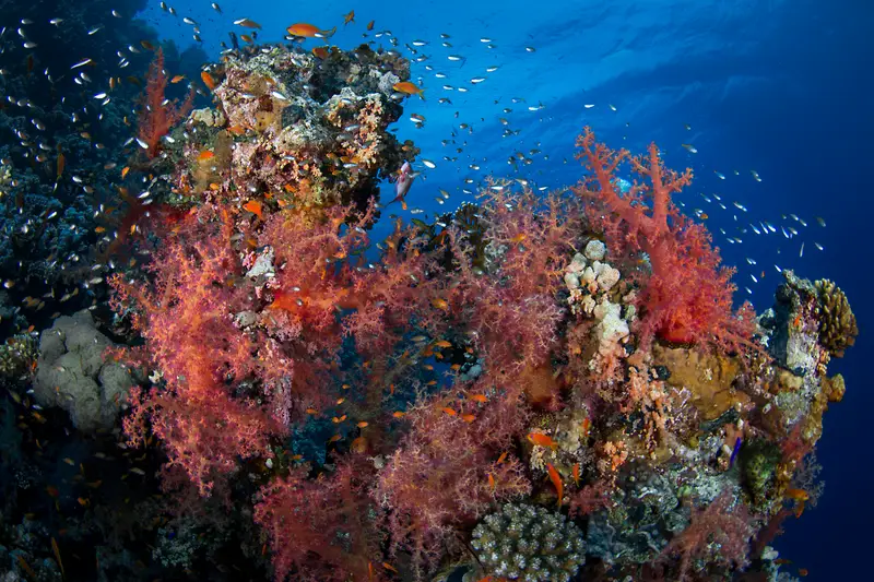 Straits of Tiran