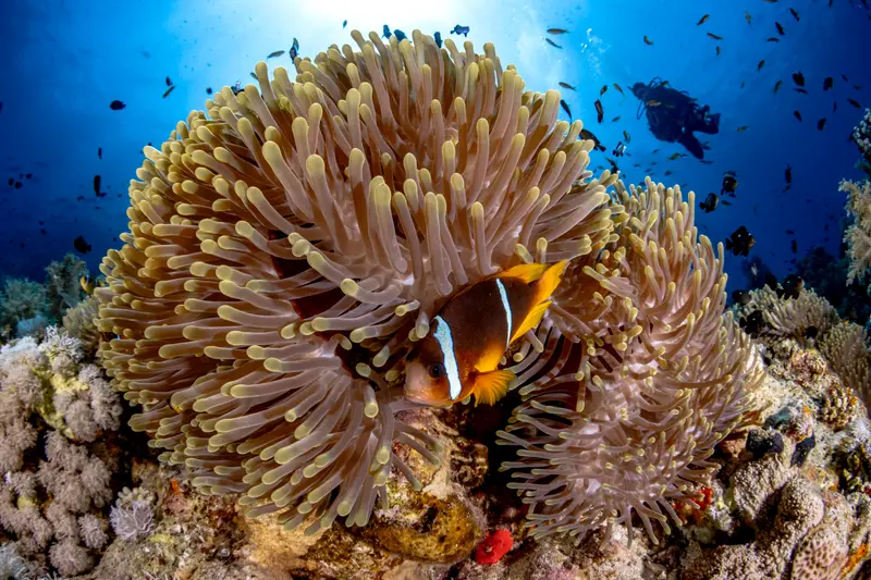 Anemone Reef