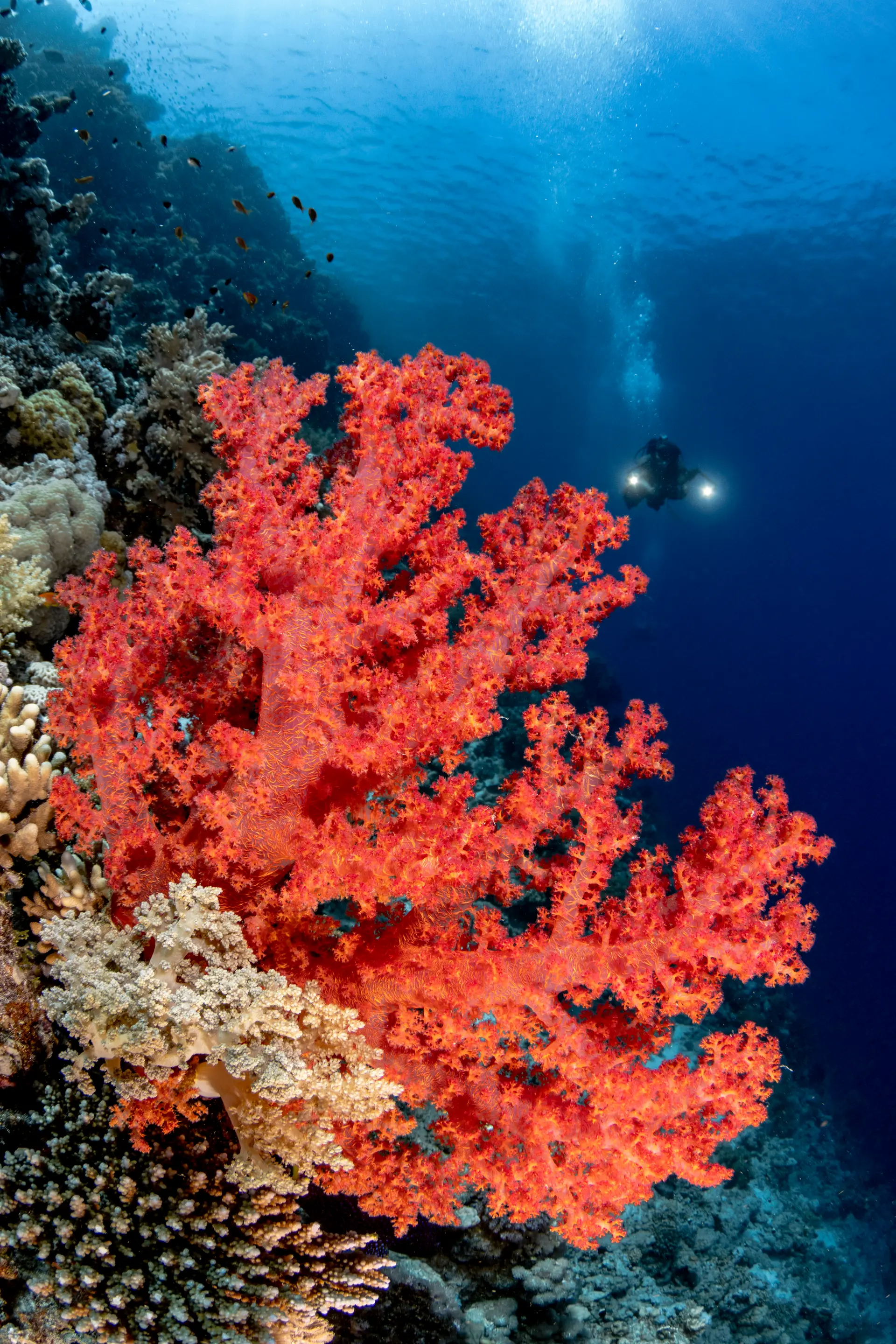 Underwater reef at Chinhoyi Caves