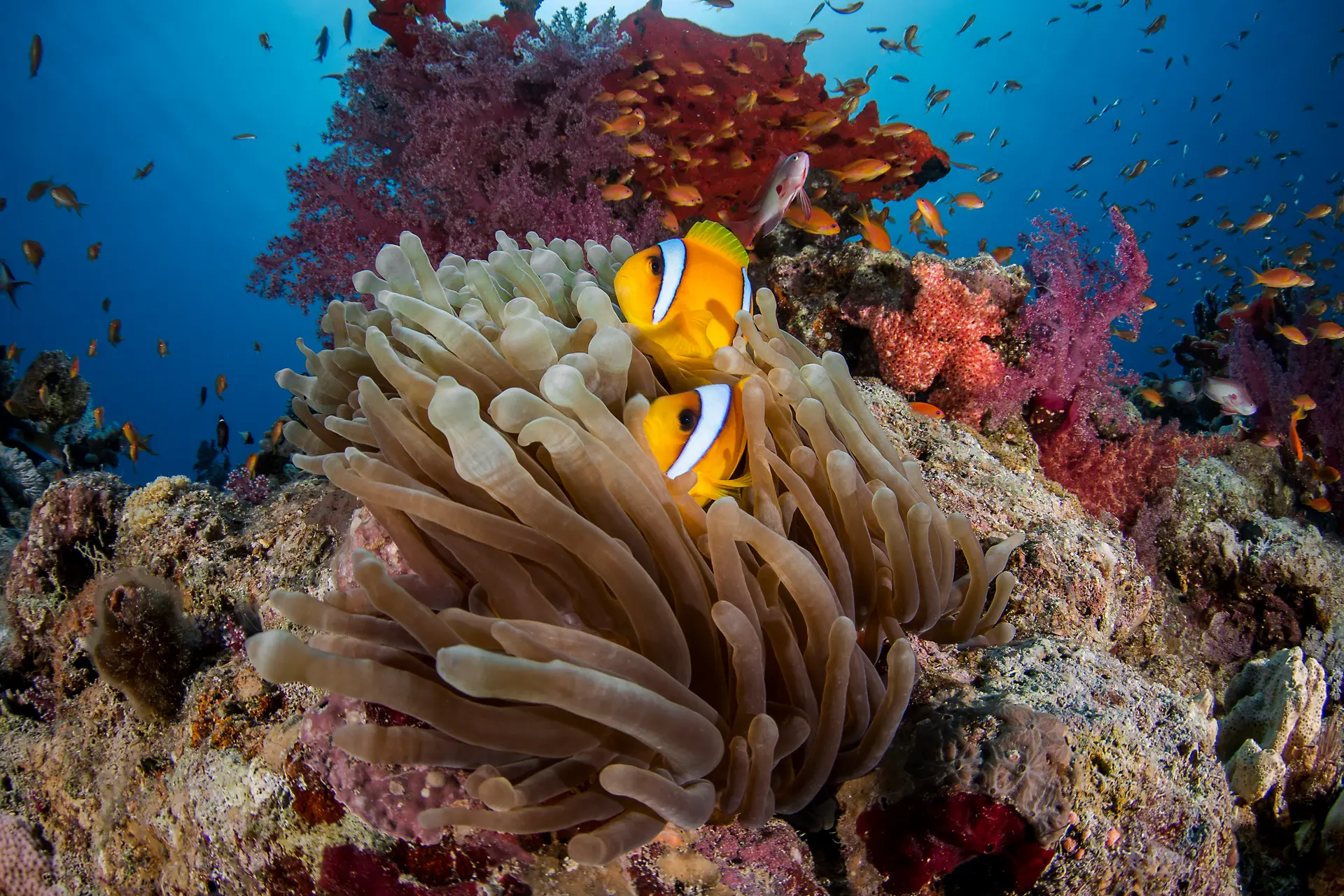 Underwater reef at Hoi Ha Wan