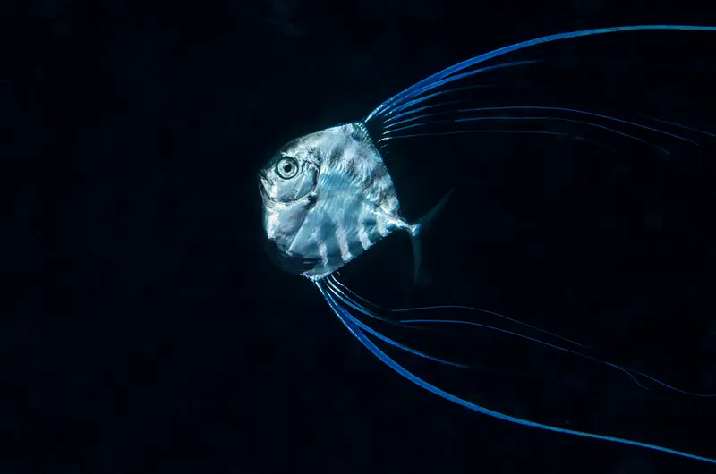 Sardine Run