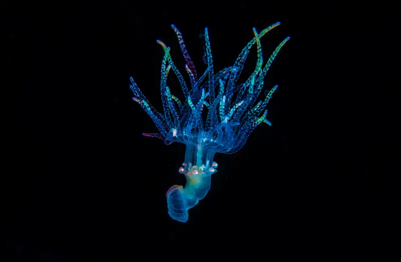 Rainbow Warrior
